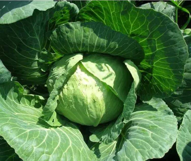 一男子摆摊卖罕见小吃